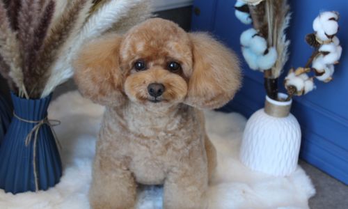 DogSalon lämpoä(らんぽあ)