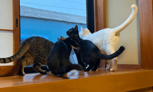 わんにゃんボランティアとことこ